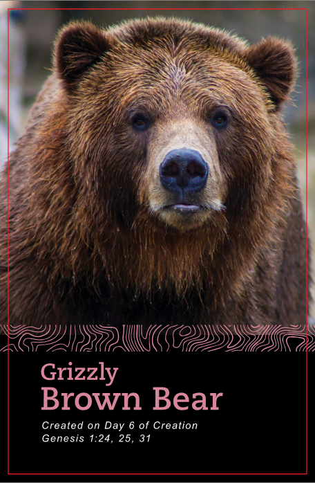 Fascinating Facts: A Pocket Guide to the Zoo: Volume 2: North America