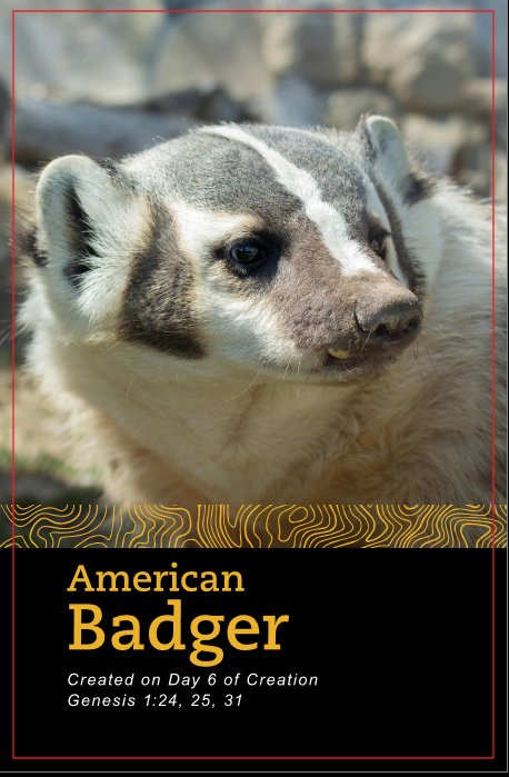 Fascinating Facts: A Pocket Guide to the Zoo: Volume 2: North America