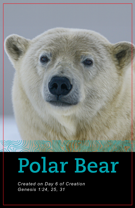 Fascinating Facts: A Pocket Guide to the Zoo: Volume 2: North America